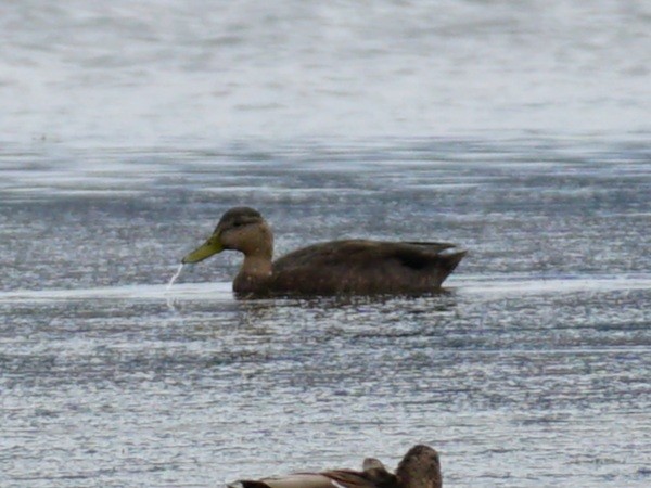 American Black Duck - ML609042377