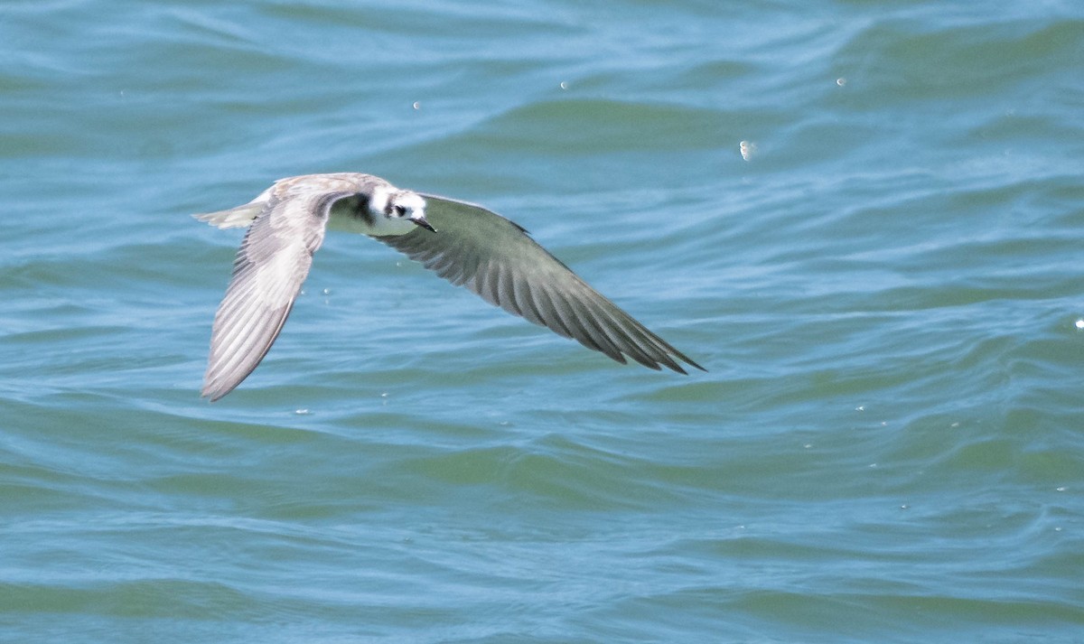 Black Tern - ML609042398