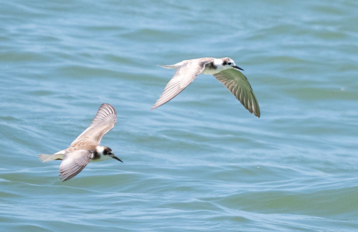 Black Tern - ML609042399