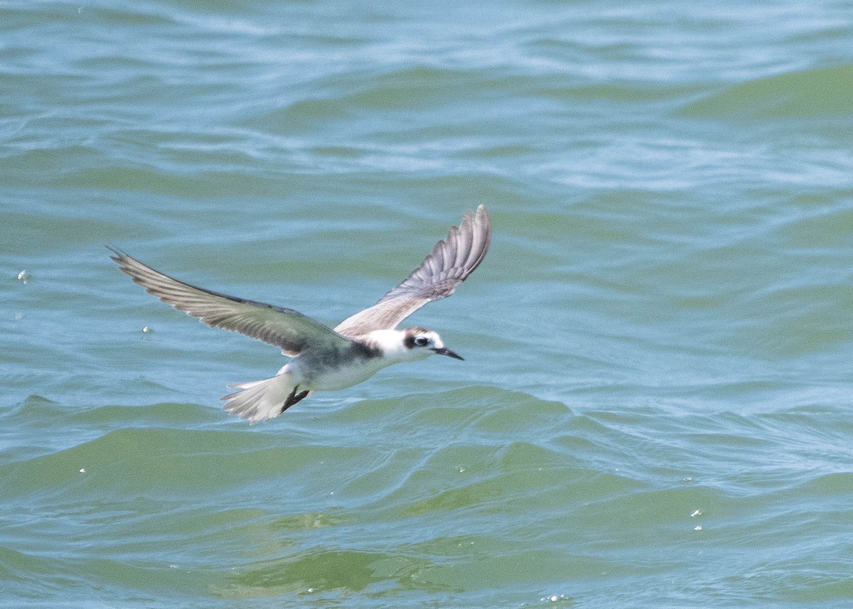 Black Tern - ML609042400