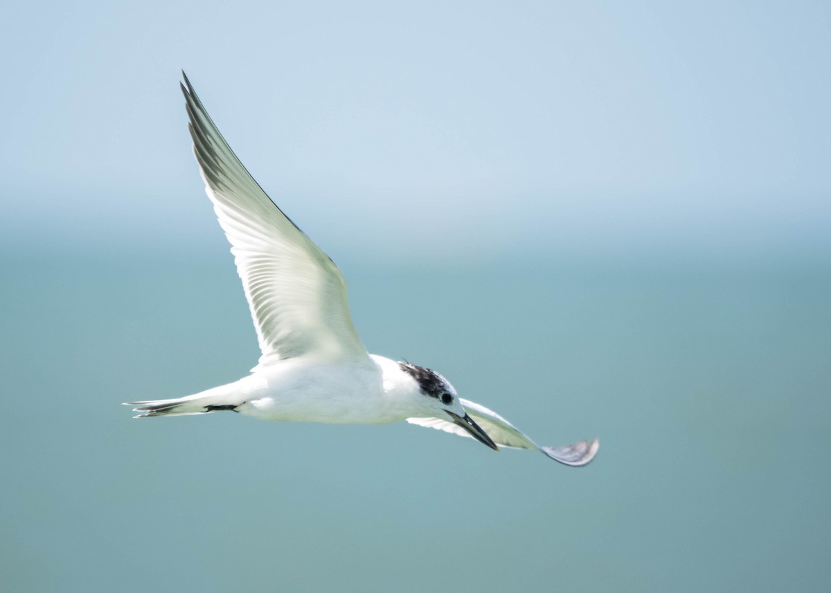 Sandwich Tern - ML609042403