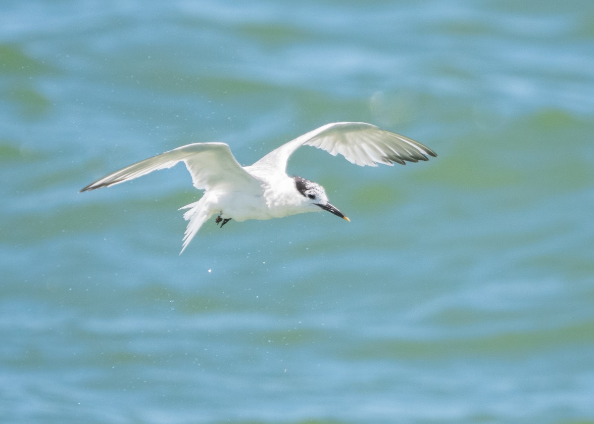 Sandwich Tern - ML609042404