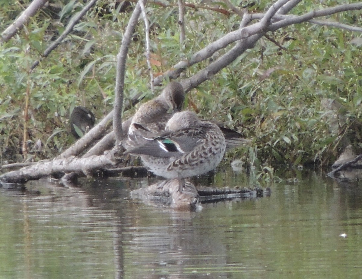 Green-winged Teal - ML609042409
