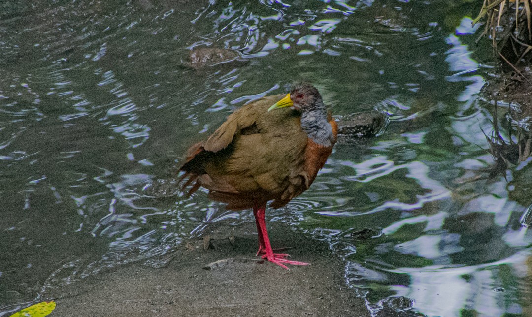 Gray-cowled Wood-Rail - Jonathan Buitrago