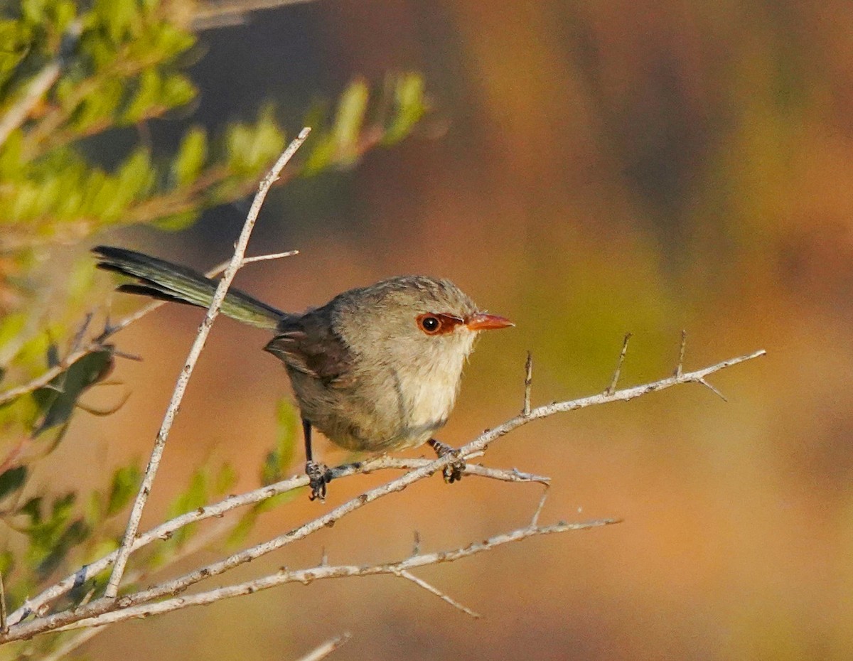 Purple-backed Fairywren - ML609042490