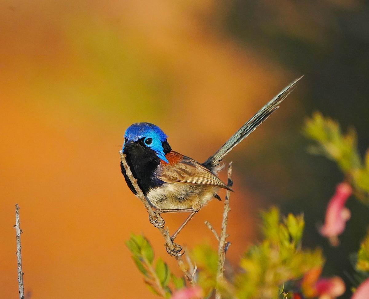 Purple-backed Fairywren - ML609042494