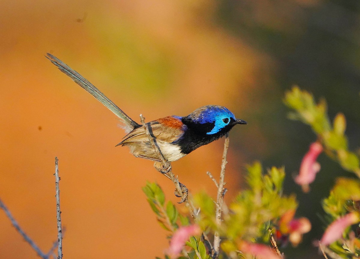 Purple-backed Fairywren - ML609042497