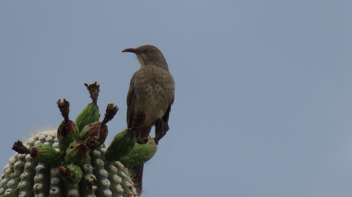 Curve-billed Thrasher - ML609042557