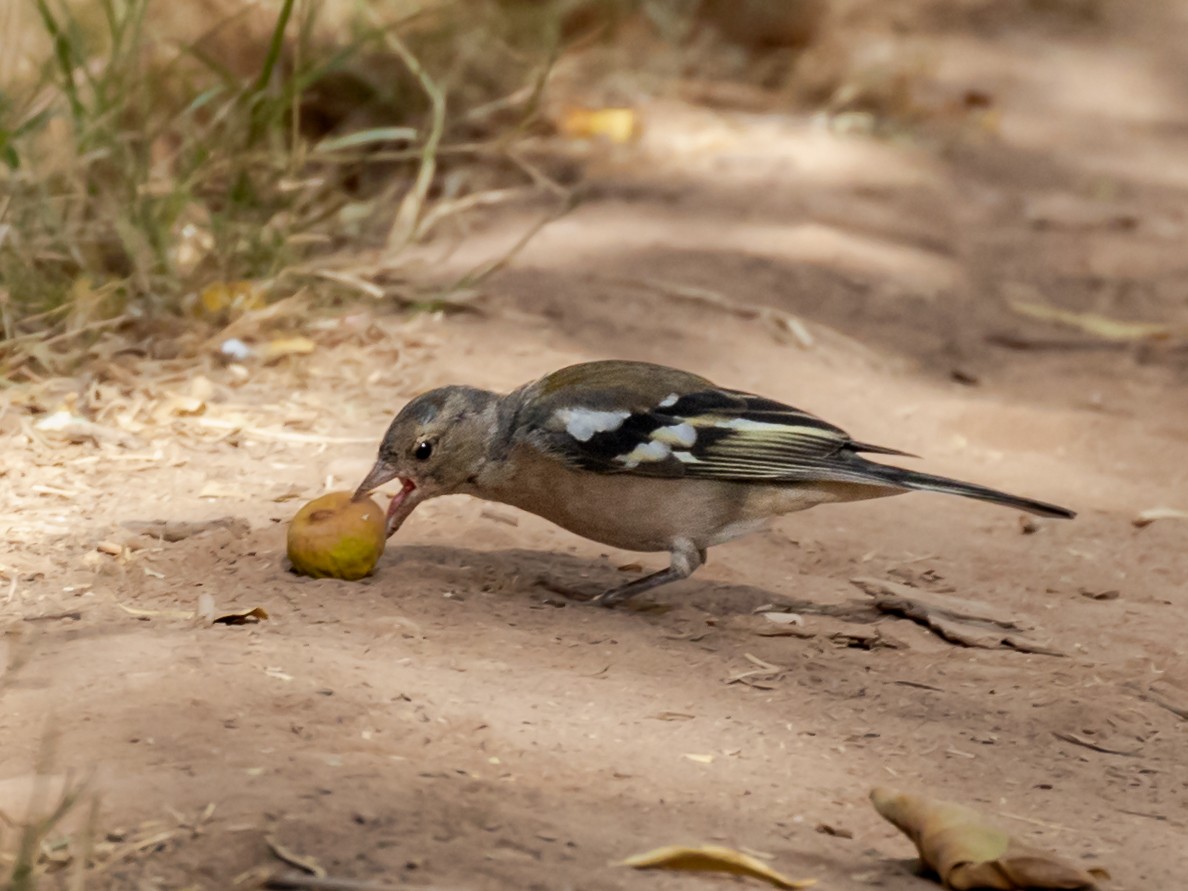 Common/African Chaffinch - ML609042572