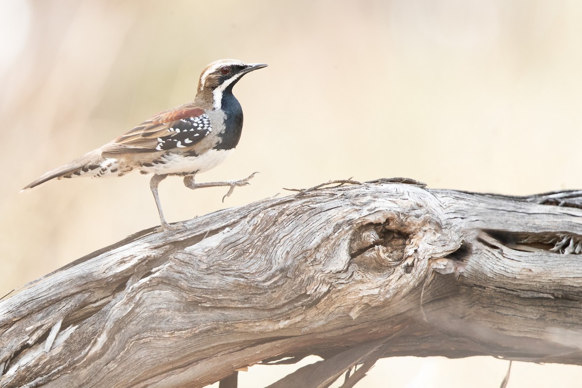 Chestnut Quail-thrush - ML609042863