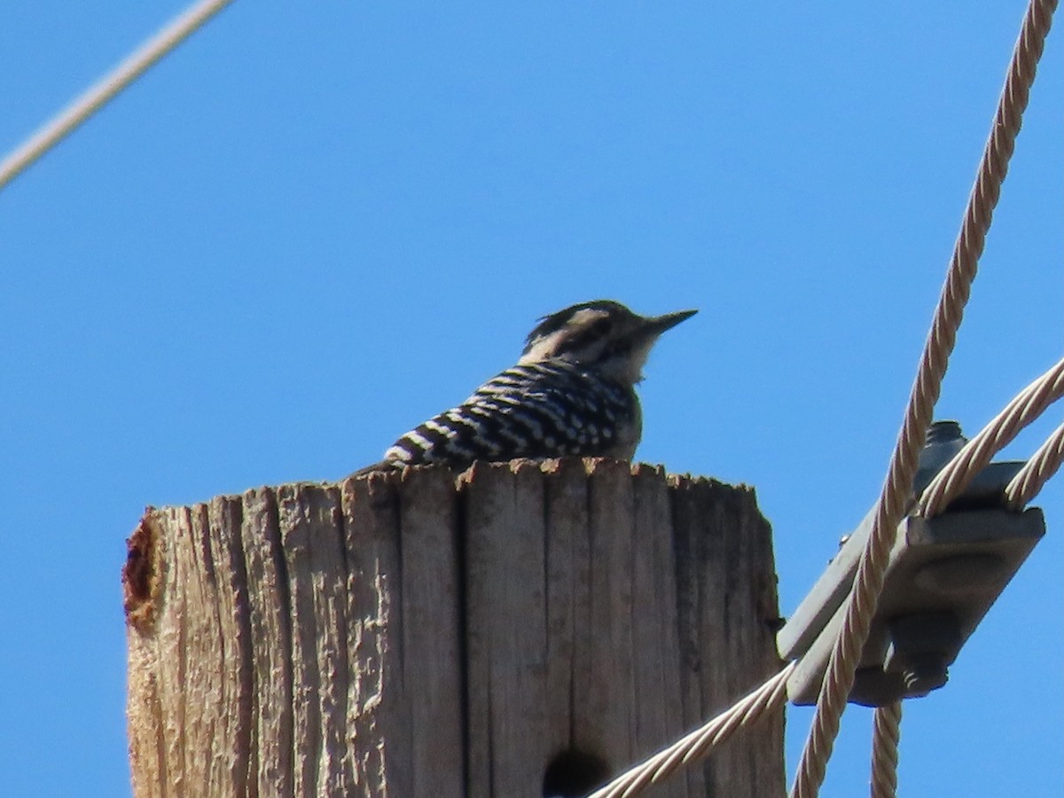 Ladder-backed Woodpecker - ML609042884