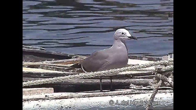 Gray Gull - ML609042886