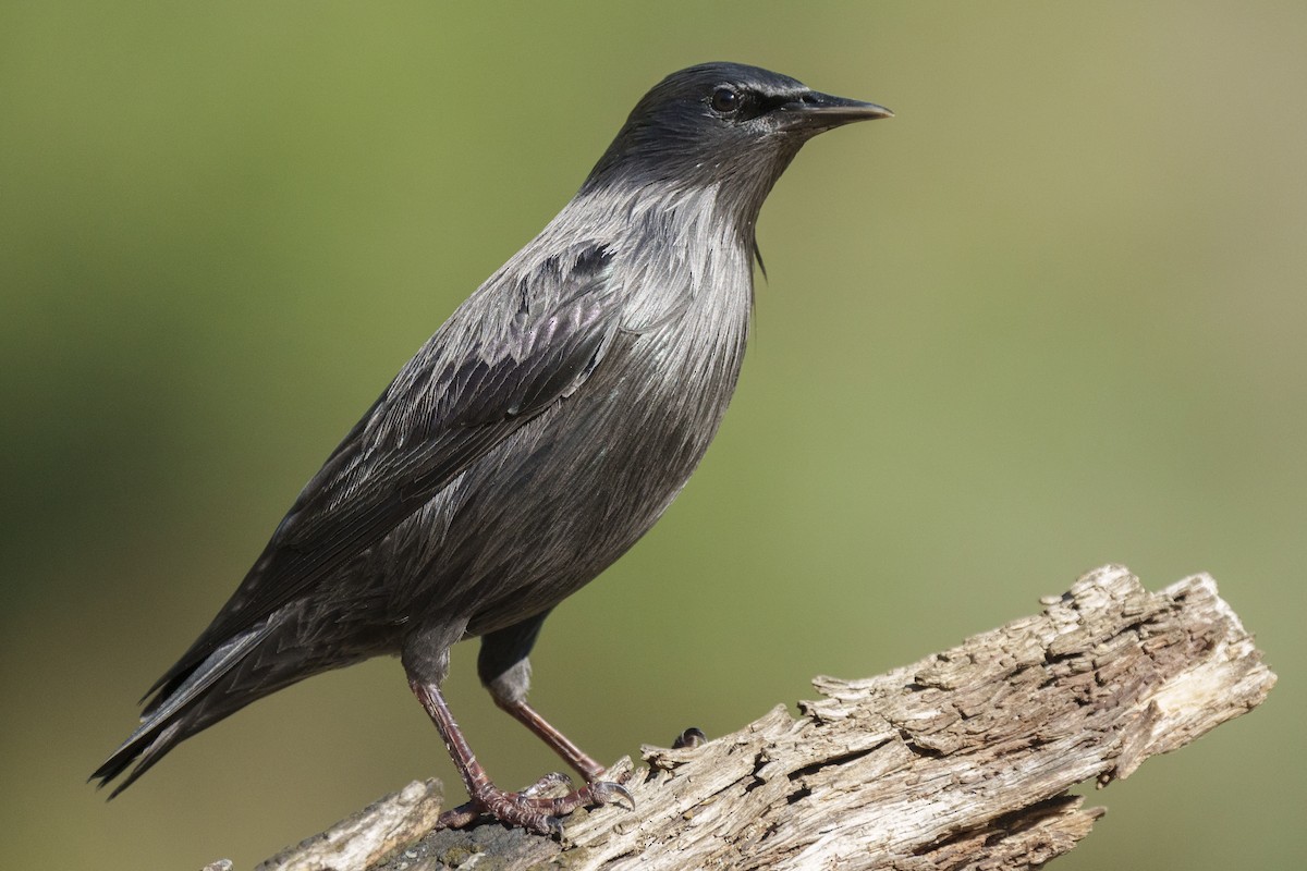 Spotless Starling - ML609042991