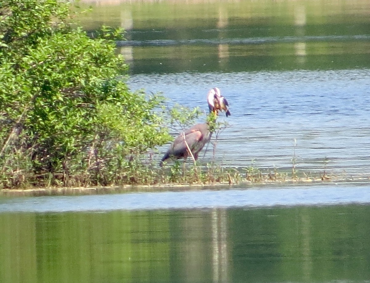 Great Blue Heron - ML60904301