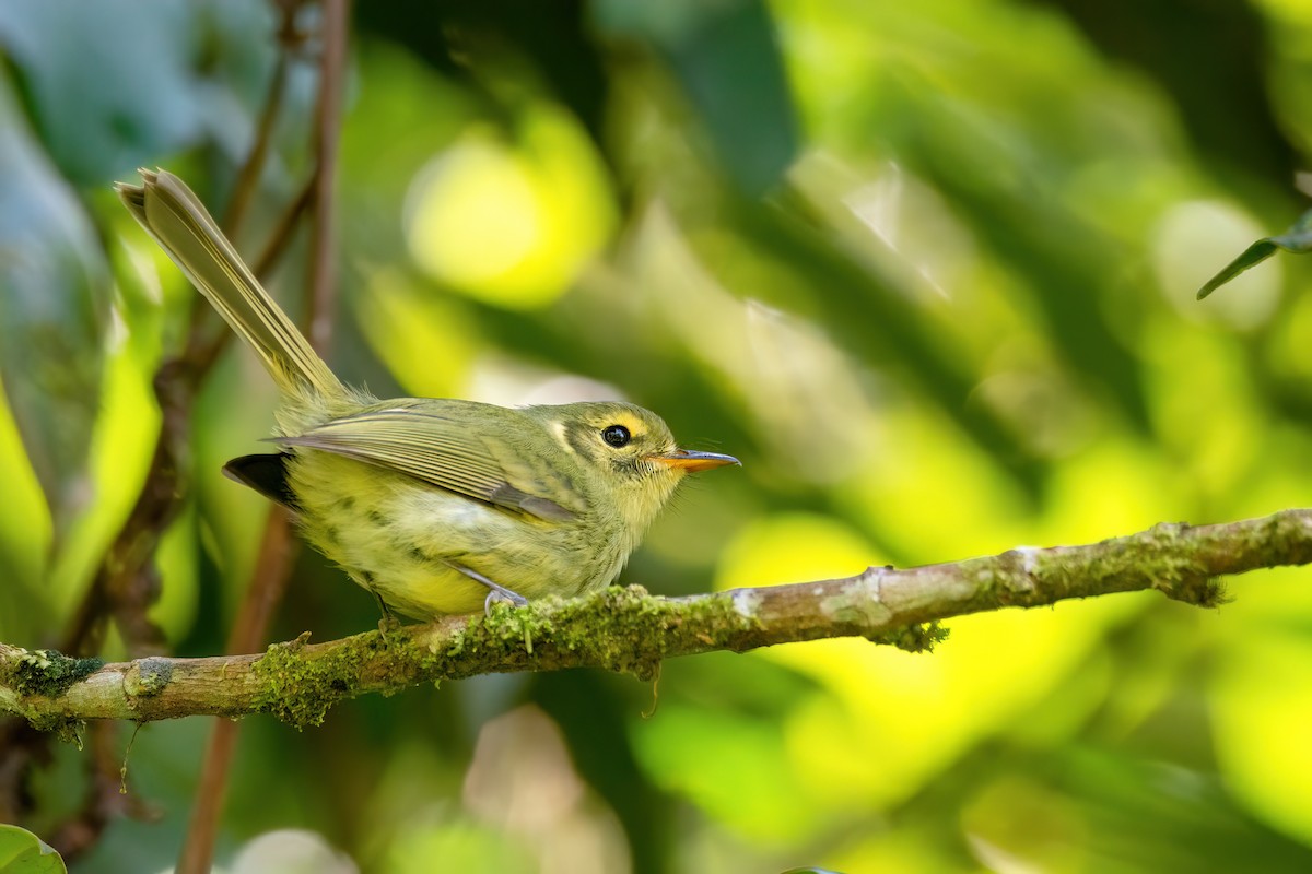 Oustalet's Tyrannulet - ML609043034