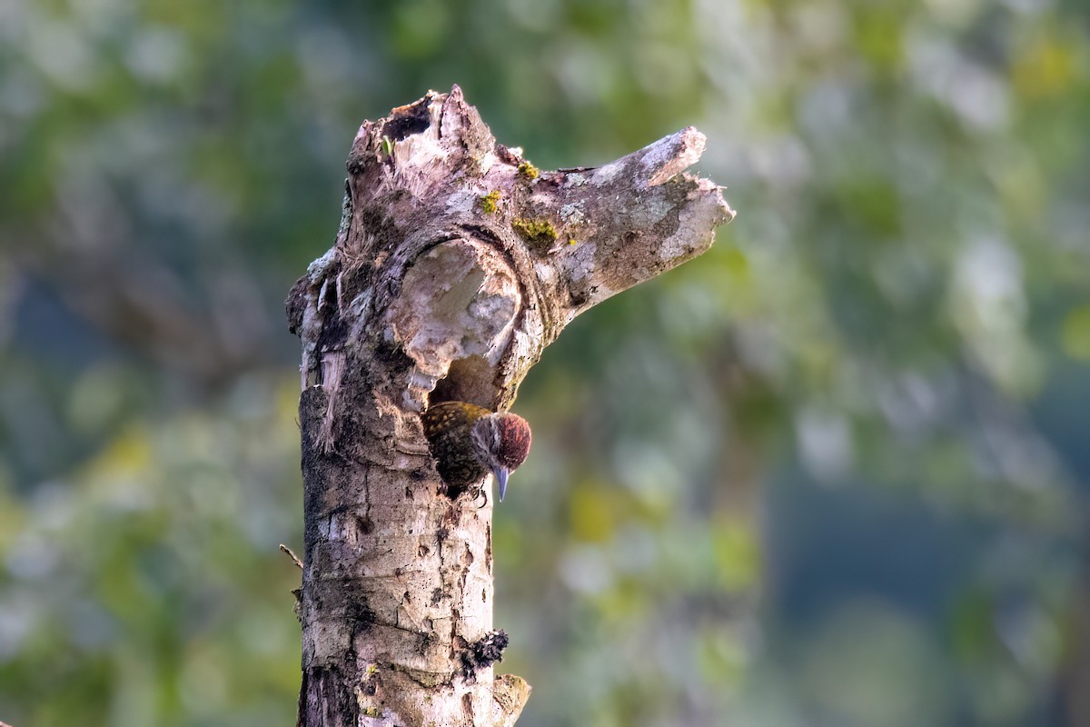 White-spotted Woodpecker - ML609043158