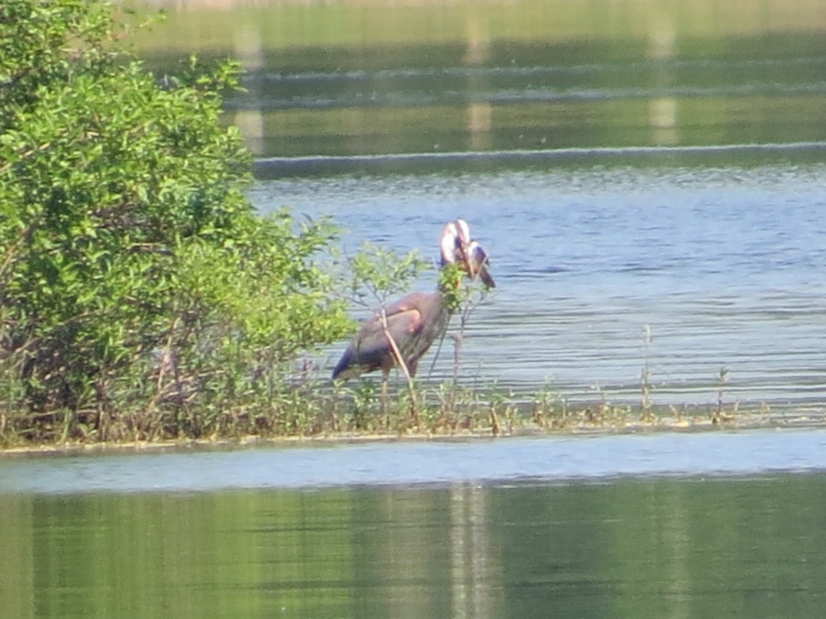 Great Blue Heron - ML60904321