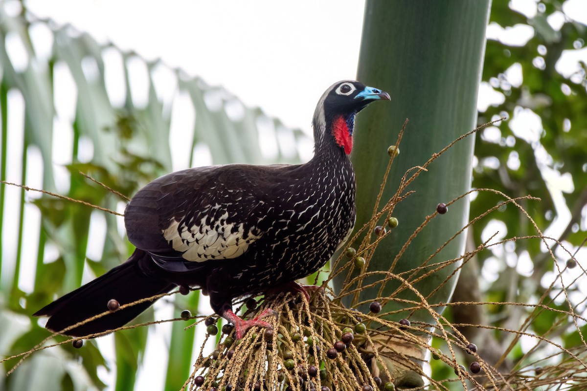 Black-fronted Piping-Guan - ML609043285