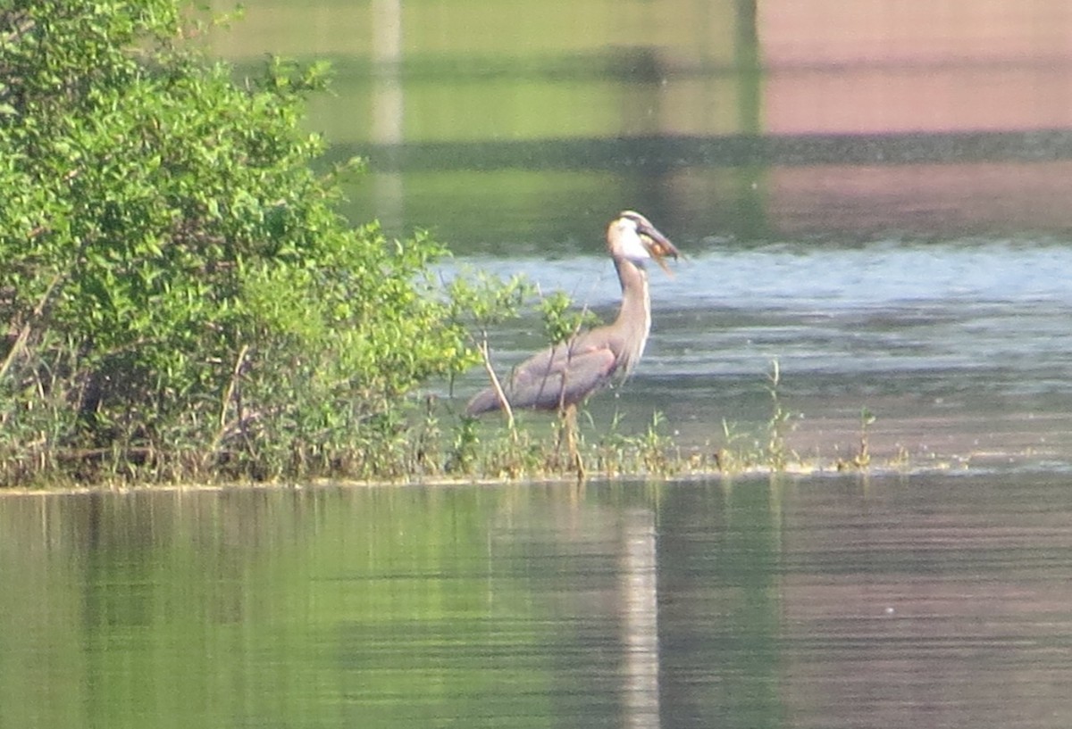 Great Blue Heron - ML60904331