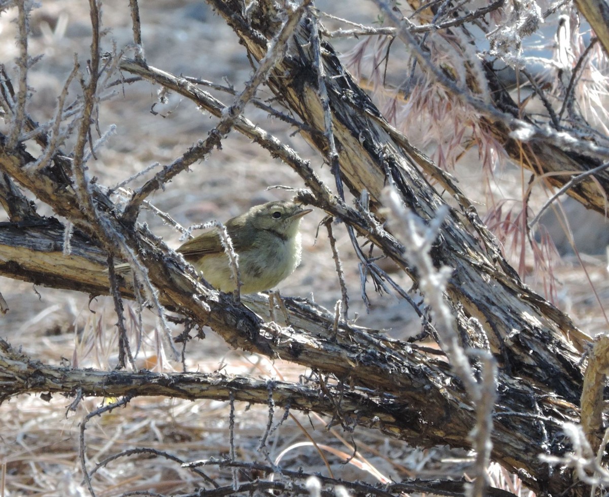 Canary Islands Chiffchaff - ML609043353