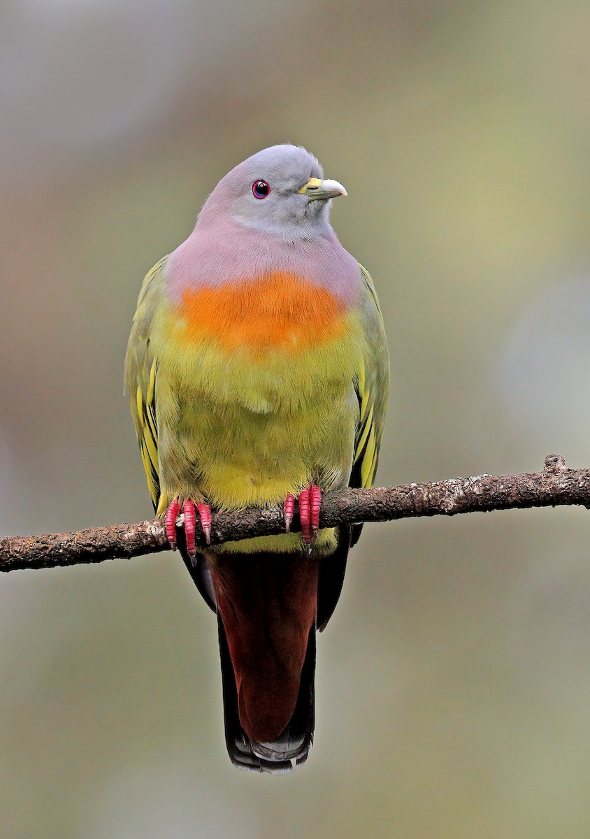 Pink-necked Green-Pigeon - ML609043380