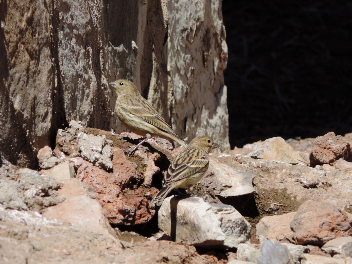 Serin des Canaries - ML609043396