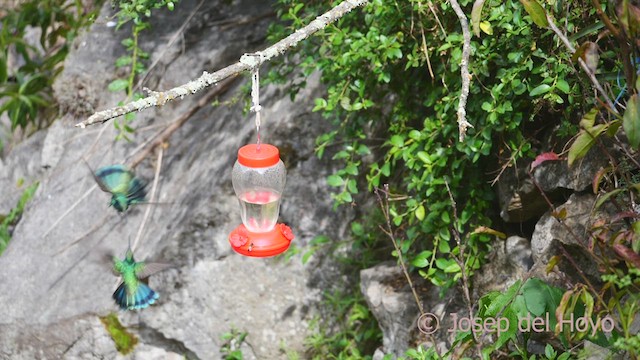 kolibřík modrolící - ML609043406