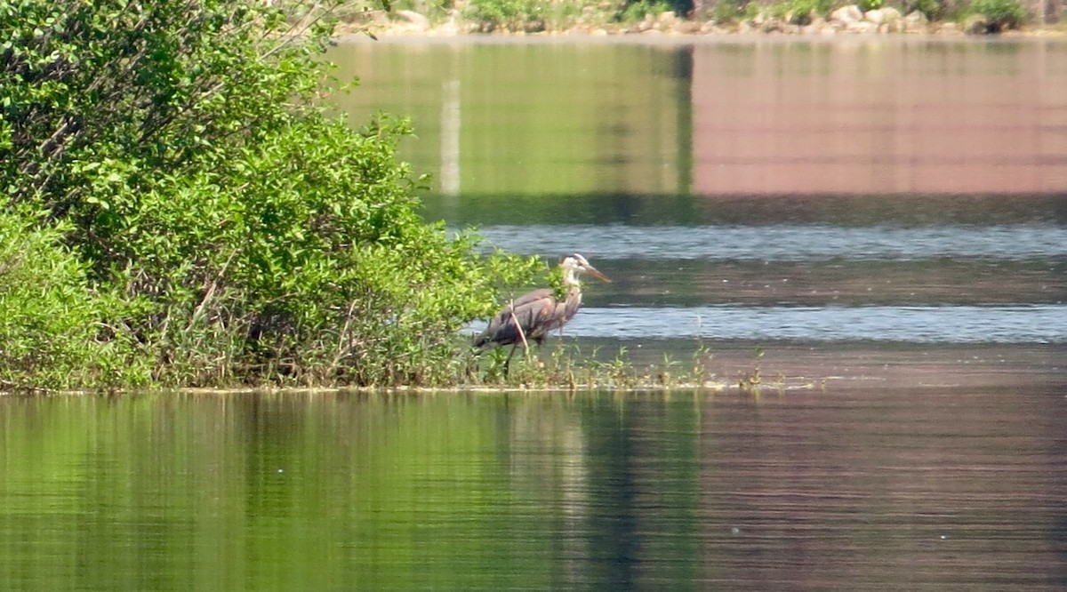 Great Blue Heron - Peter Gagarin