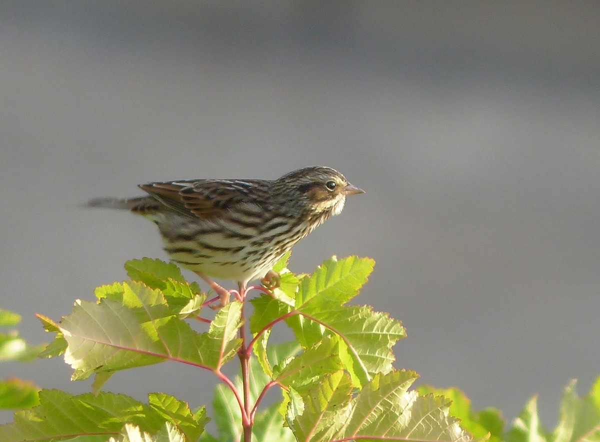 Savannah Sparrow - ML609043513