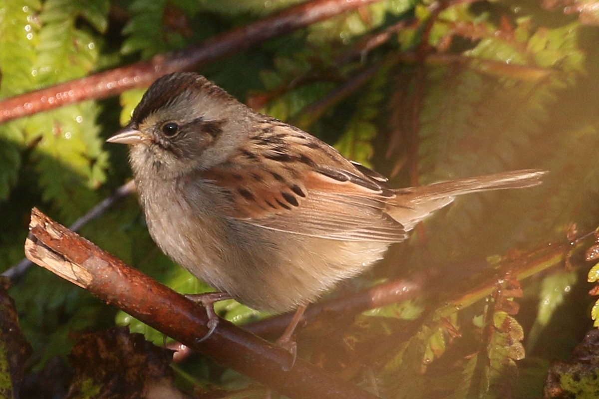 Swamp Sparrow - ML609043544