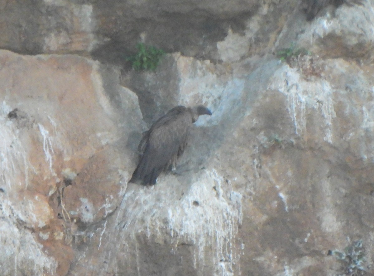 White-backed Vulture - ML609043570