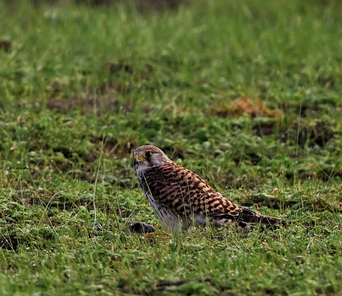 Eurasian Kestrel - ML609043600