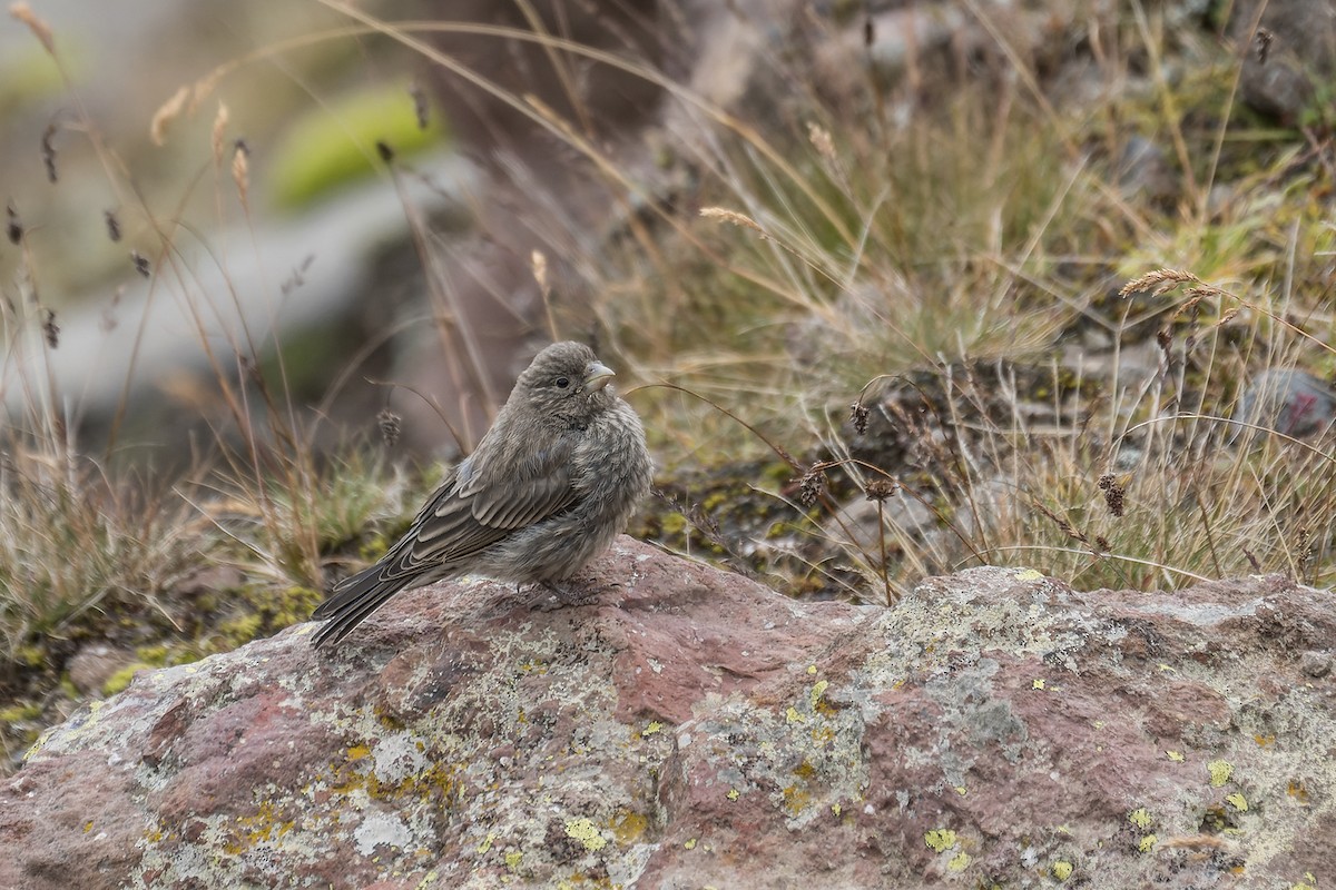 Great Rosefinch (Great) - Wich’yanan Limparungpatthanakij