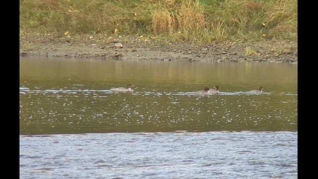 Common Merganser - ML609043643