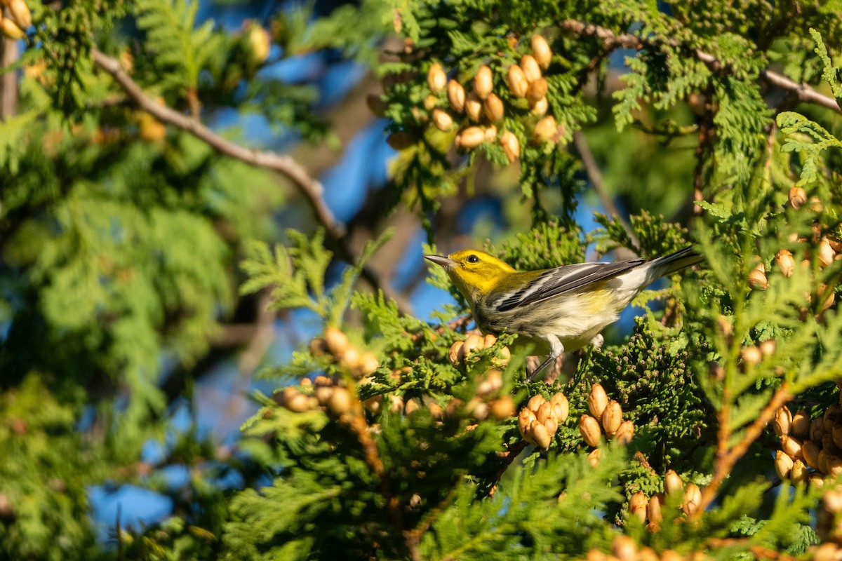 Grünmantel-Waldsänger - ML609043657