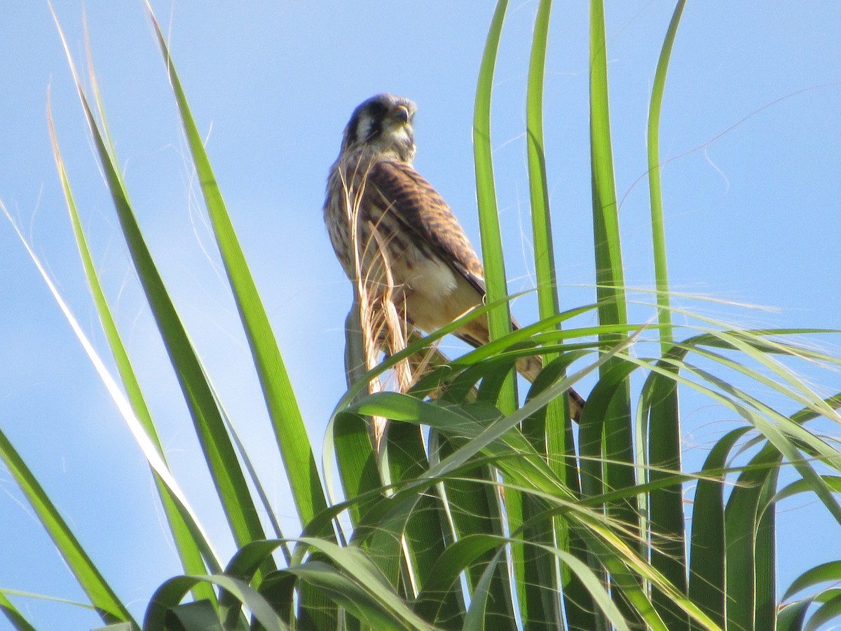 American Kestrel - ML609043685