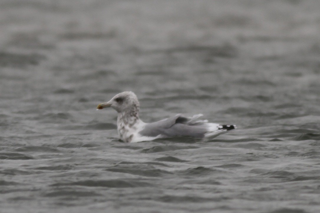 Herring Gull - ML609043722