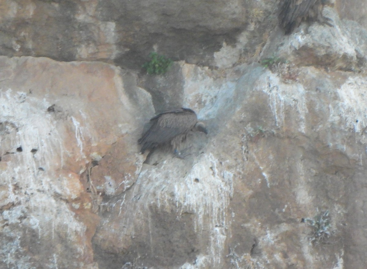 White-backed Vulture - ML609043768