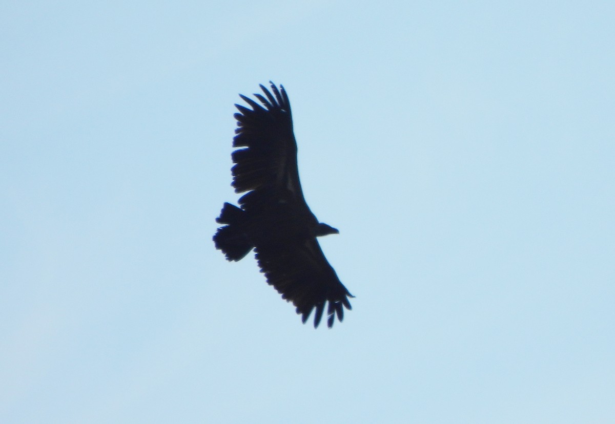 White-backed Vulture - ML609043770