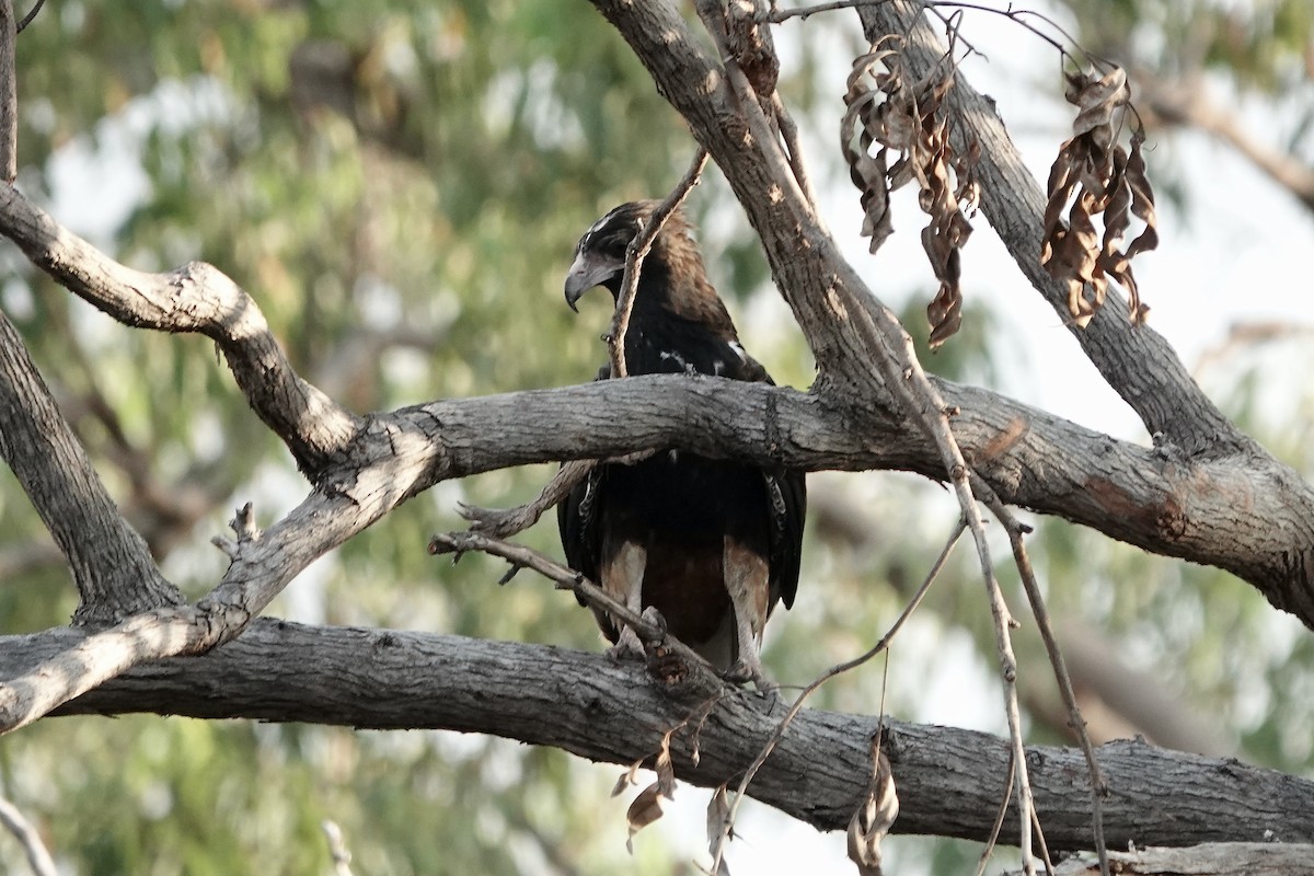 Black-breasted Kite - Simon Pearce