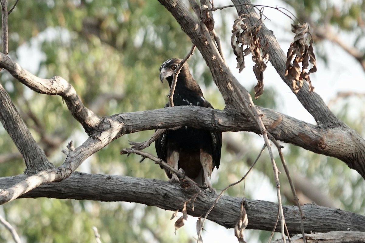 Black-breasted Kite - ML609043867