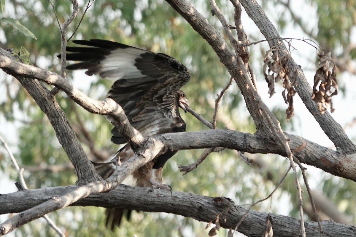 Black-breasted Kite - ML609043869