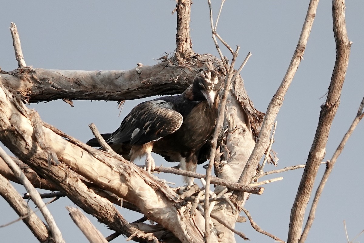 Black-breasted Kite - ML609043872