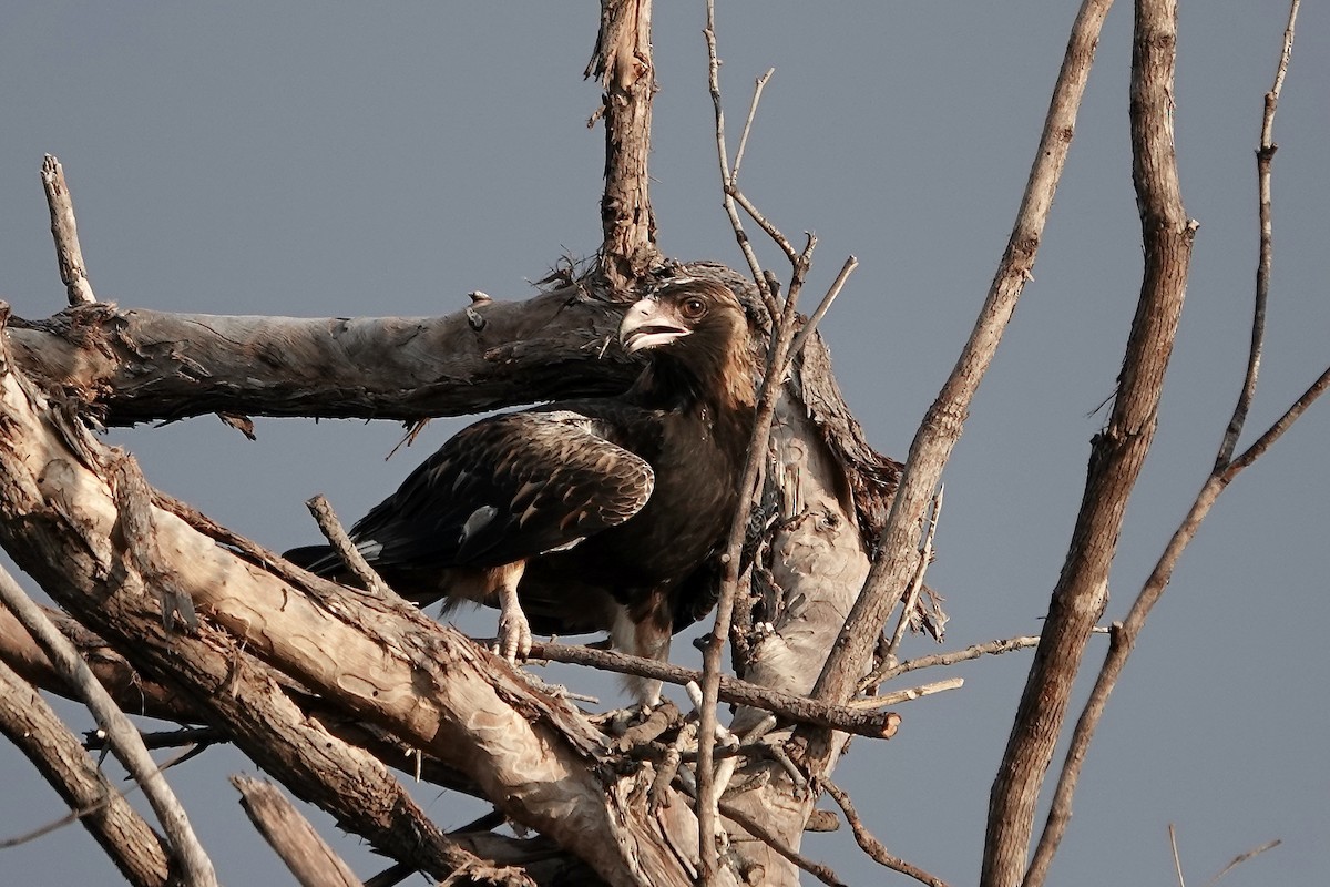 Black-breasted Kite - ML609043873