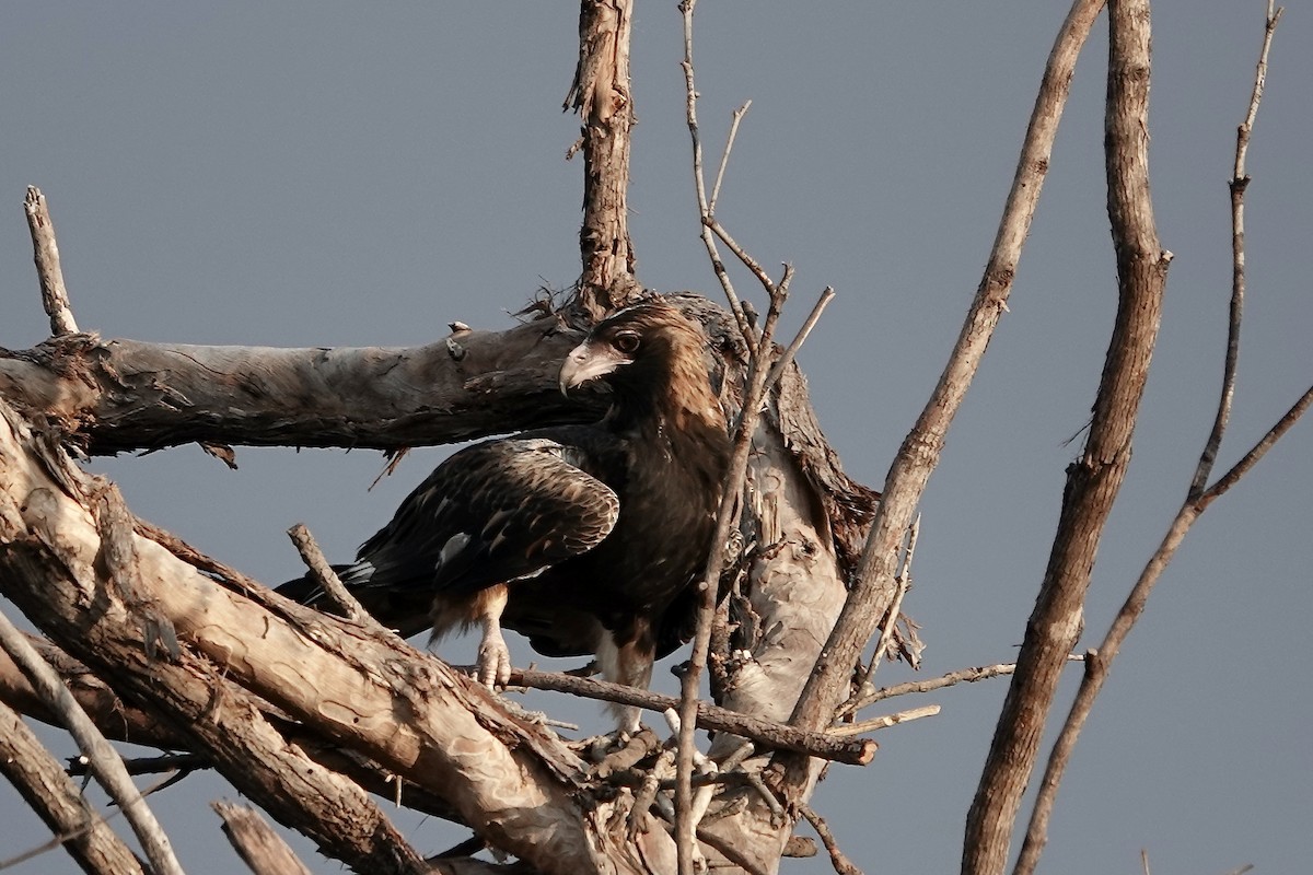 Black-breasted Kite - ML609043874