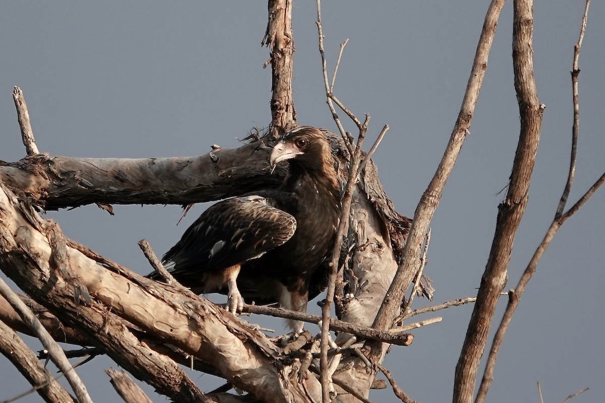 Black-breasted Kite - ML609043877