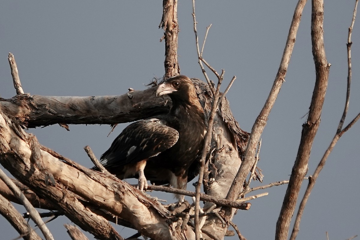 Black-breasted Kite - ML609043878