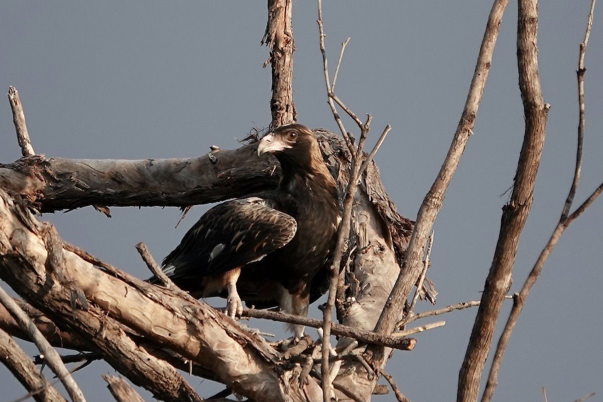 Black-breasted Kite - ML609043879