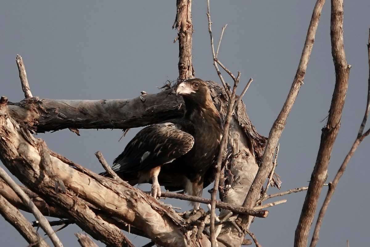 Black-breasted Kite - ML609043880