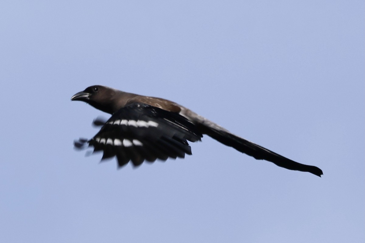 Gray Treepie - ML609043882